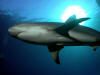 Shark Olympus 4040 by William Baker 